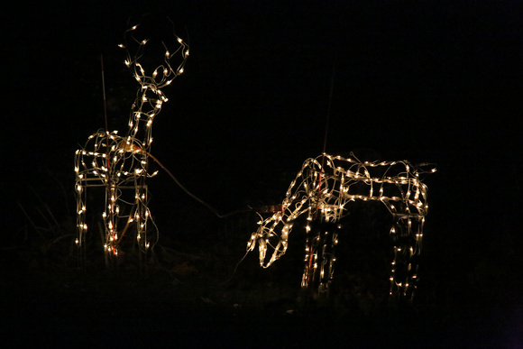 PAD Dec 1 Deer Display