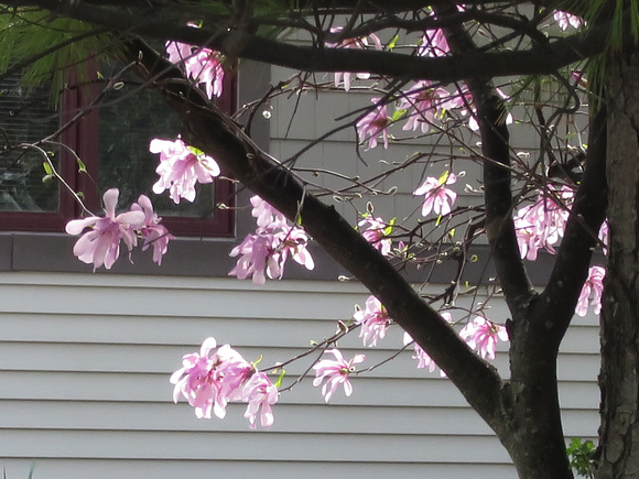 PAD May 3 Bright Blossoms