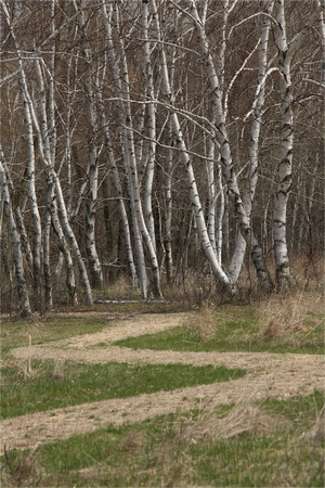 PAD May 5 Path to the Birch Grove