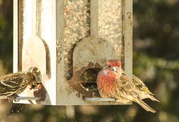 PAD Feb 1 At our feeder Two
