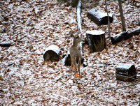 Deer in our backyard 12-10 through 12-13