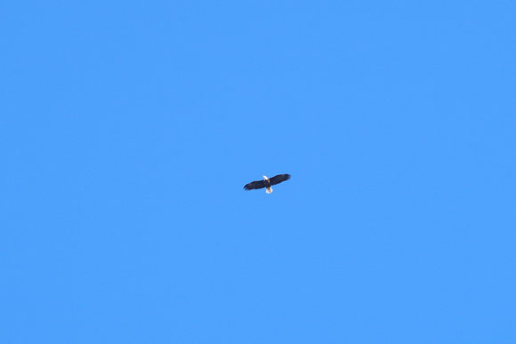 PAD Feb 16 Eagle Soaring with lots of Blue Sky