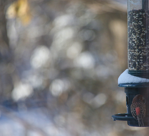 PAD Jan 1 Bird on Feeder on a cold January Day
