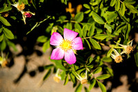 Appleton Gardens 6-15-21