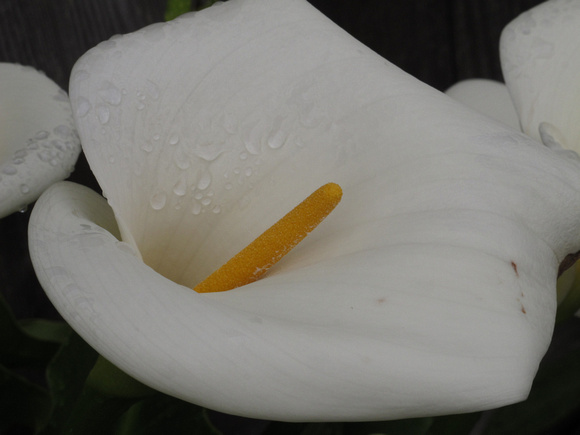 PAD April 30 Bandon Lily Two