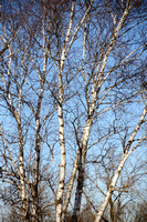 Walk at High Cliff Dec 3