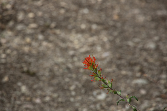 Week 22:  Minimalism of an Indian Paintbrush in the gravel on our 42 mile hike