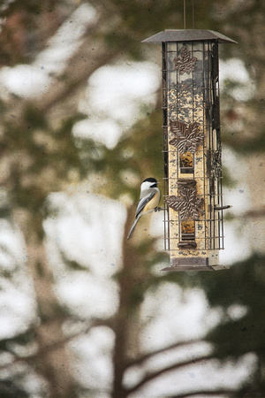 PAD Jan 3 Birds at our feeder