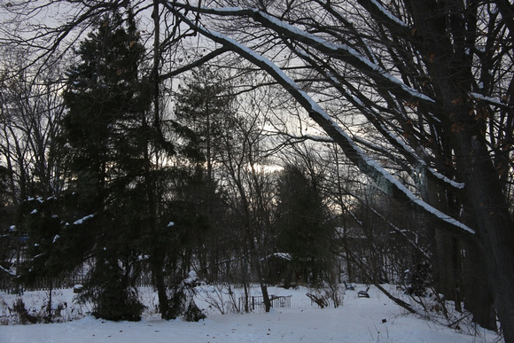 PAD Jan 6 Late afternoon in our backyard on a snowy day