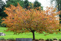 Appleton Gardens 9-17-19 Near End of Season
