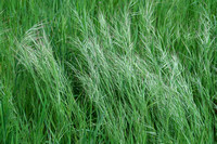 May 2018: Greens