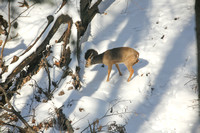 Deer in our backyard 3-5-23