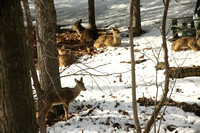 Deer in Backyard 3-17-23