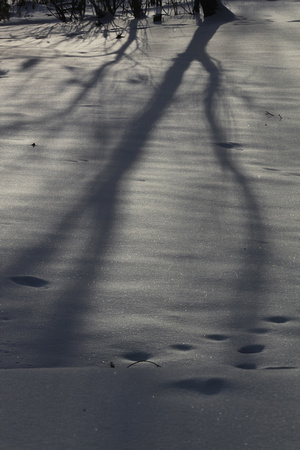 PAD Jan 17:  ShadowDance One