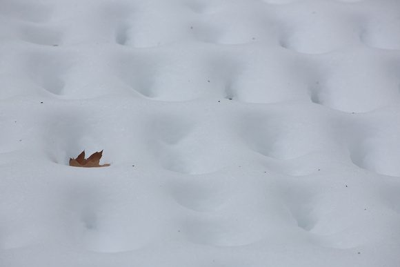 PAD Jan 1 Lone Leaf on Deck