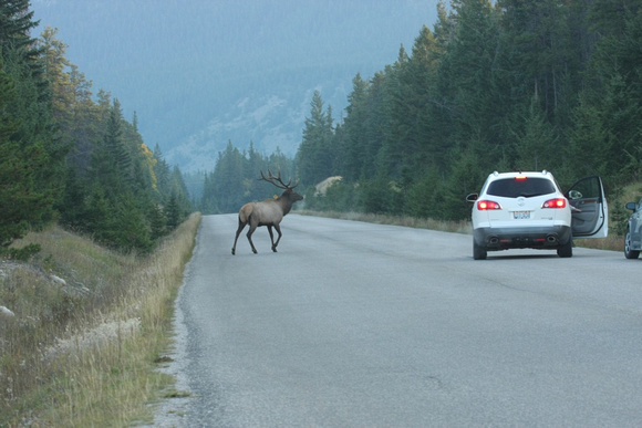 PAD September 19 Wildlife siting one