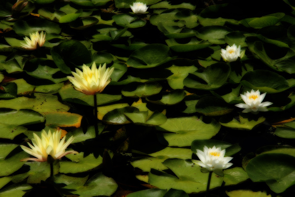 PAD July 3 Dreamscape of Waterlilies