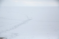 Last Walk of the Year at High Cliff 12-31-20