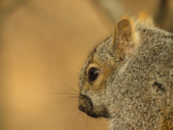 PAD March 26 Close Up of Squirrel