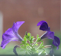 Petunias 9-2-23