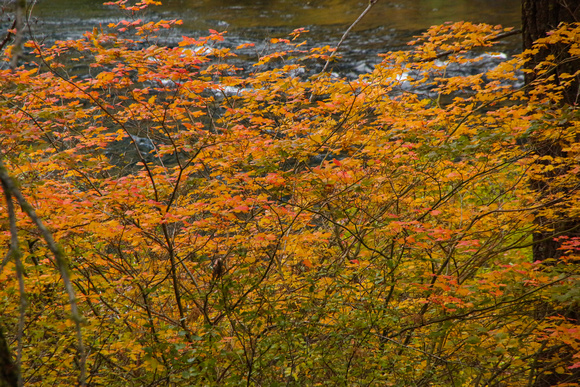 PAD Oct 1 Along the Metolius River in Oregon