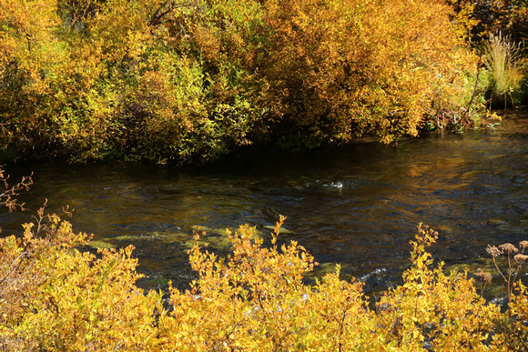 PAD Oct 1 Along the Metolius River in Oregon