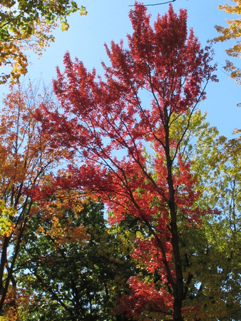 PAD September 30 Red against blue sky
