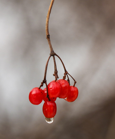 Jan 22 Red Berries with a Dew Drop