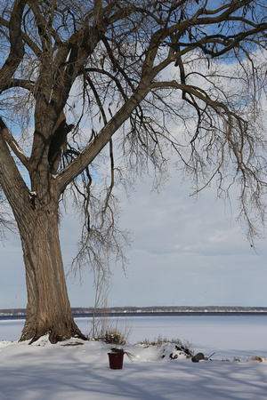PAD March 2 Tree overlooking Lake Winnebago near Nicolet Blvd