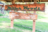 Millers Woods April 2018
