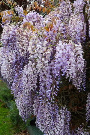 PAD May 1 Wisteria in Marie's Front Yard