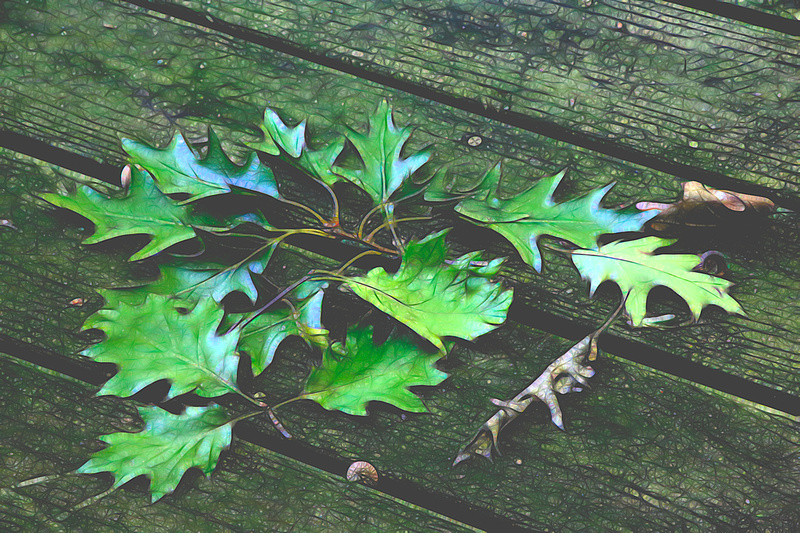 PAD Sept 25 Leaves on our deck and variations