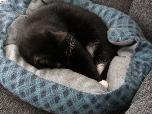 PAD Dec 3 Mittsey Two
