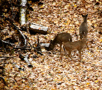 Deer in our backyard 11-21-23