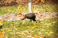 Turkeys in our backyard 11-21-23