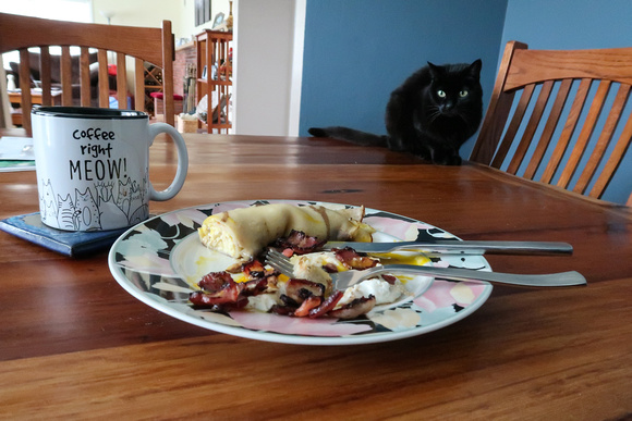 PAD April 1 Luna Eyeing My Delicious Breakfast