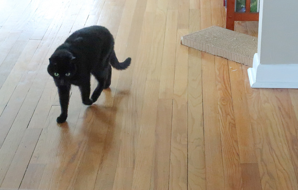 PAD April 1 Luna Stalking Breakfast