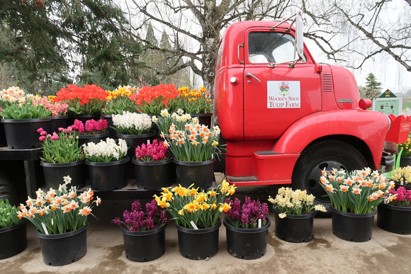 PAD April 1 Wooden Shoe Tulip Farm