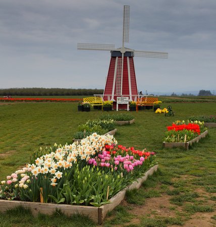 PAD April 1 Wooden Shoe Tulip Farm