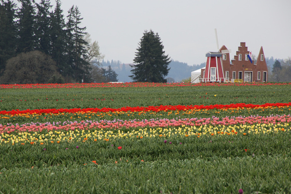 PAD April 1 Wooden Shoe Tulip Farm