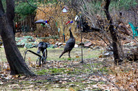 Turkeys in our backyard 12-28 12-29