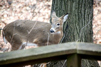 Deer in the backyard 1-4-24