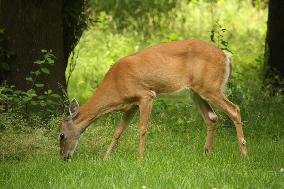 PAD July 1 Deer at Heckrodt View One