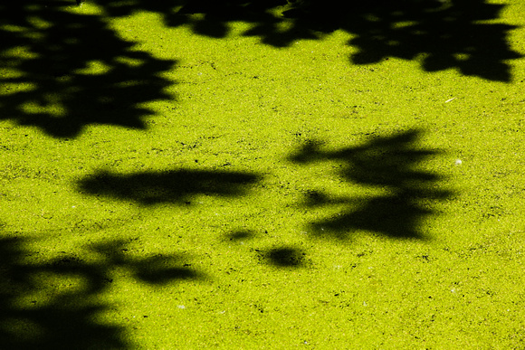 PAD July 1 Shadows on the Algae Bloom