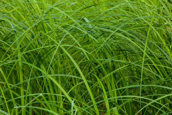 PAD July 1 The Grasses at Heckrodt