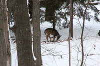 Deer in backyard 1-21-24