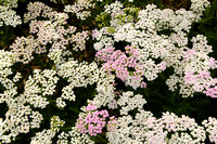 Appleton Gardens 7-5-21