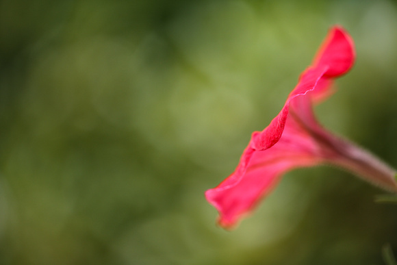 August 1 Red Beauty