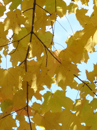 PAD September 30 Yellow against blue sky