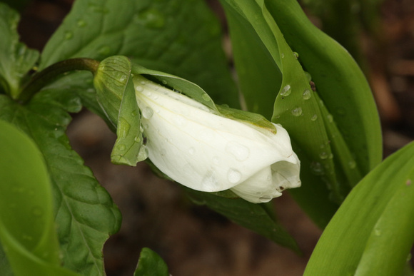 PAD April 15:  Trillium caught after the storm